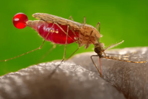 ¿Por qué los mosquitos nos pican a unos más que a otros?
