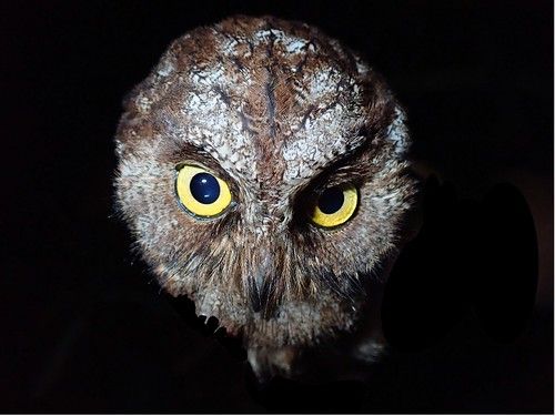 Hemos descubierto una nueva especie de autillo y ya está en peligro