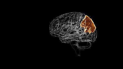 El lóbulo parietal, un potencial aliado en la lucha contra el alzhéimer