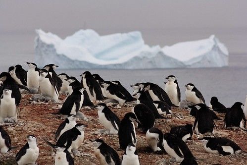 Veinte años caminando entre pingüinos antárticos